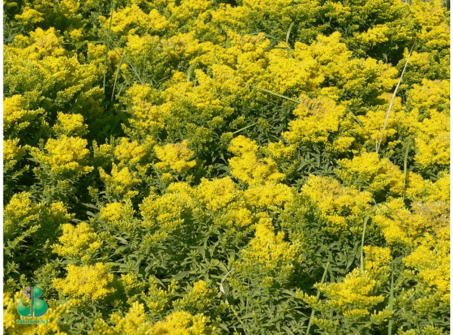 Solidago   'Dzintra'